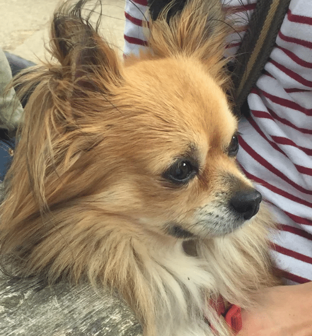 Holly’s Law: A Powerful Step Towards Protecting Animals and Victims of Domestic Abuse